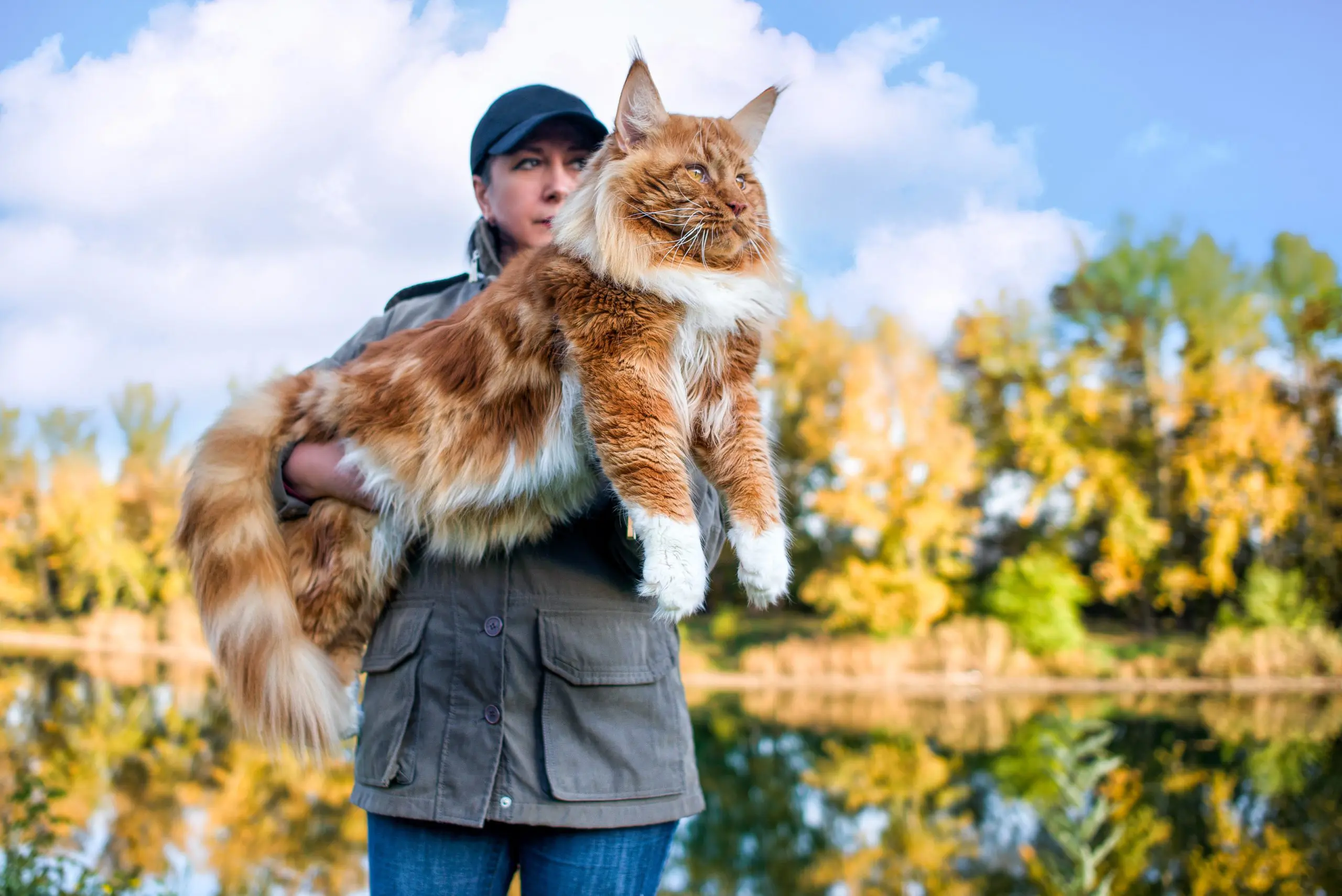 Maine Coon: Conheça a Majestosa Raça de Gatos Gigantes!