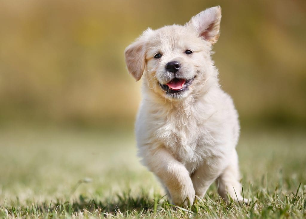 golden retriever valp