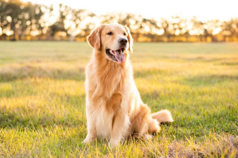 Golden Retriever - 15 Fantastiska Fakta 12 kompostera trädgårdsavfall 4