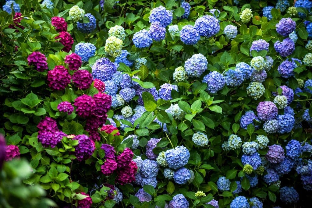 Hortensia 1