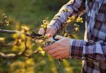 Beskära äppelträd: 7 effektiva tips för att maximera skörden beskära äppelträd