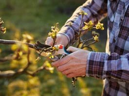 Beskära äppelträd: 7 effektiva tips för att maximera skörden beskära äppelträd