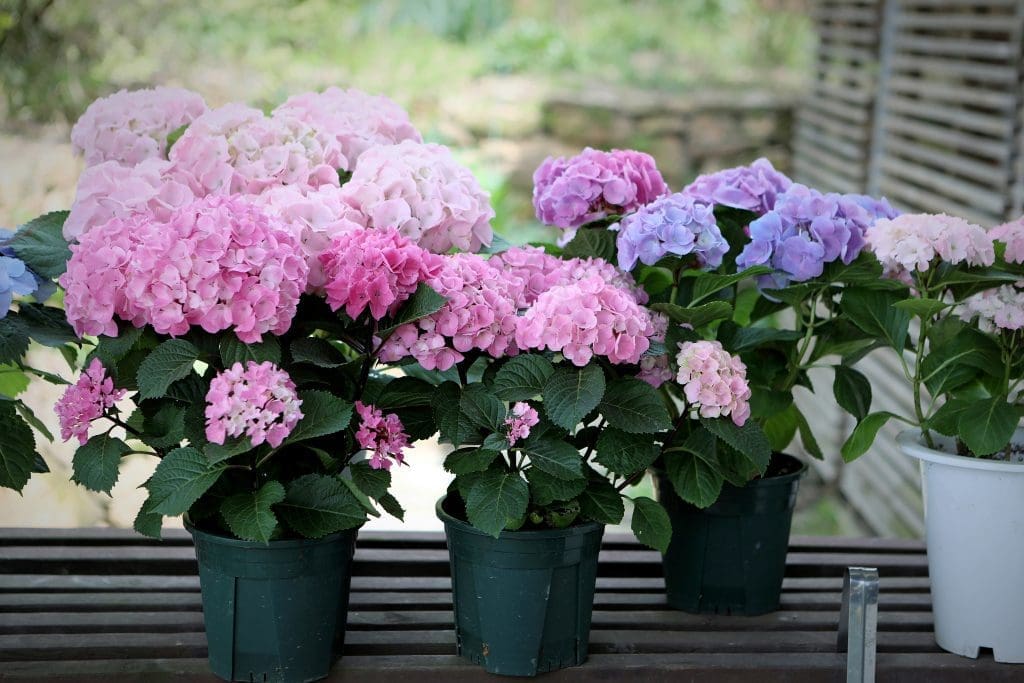 hortensia kruka