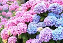 Hortensia: 4 smarta tips för optimal plantering och skötsel hortensian