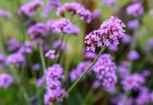 Jätteverbena: 12 Tips för att lyckas med odling och skötsel Jätteverbena