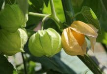Physalis: En guide till odling och skötsel av superbäret physalis