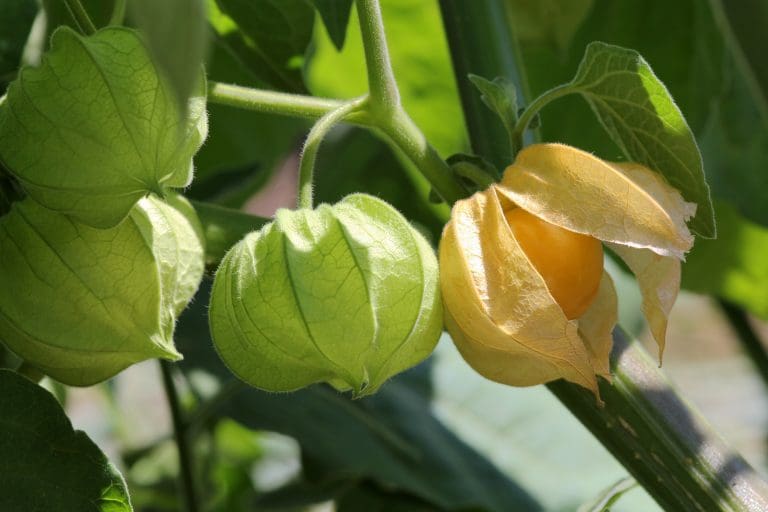 Physalis: En guide till odling och skötsel av superbäret 10 kompostera trädgårdsavfall 4