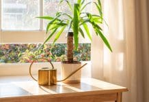 Yuccapalm – 10 tips för att lyckas med skötsel & plantering Ståtlig yuccapalm som inredningsdetalj