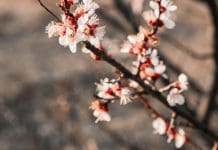 Huslivet – April