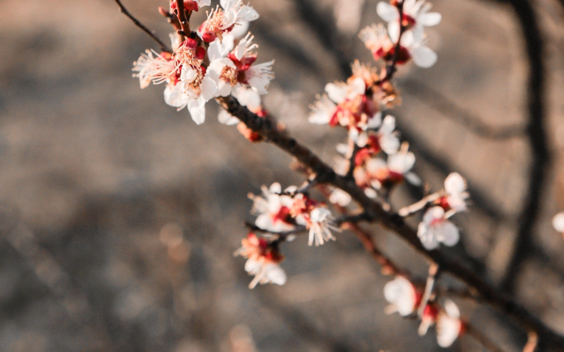 Huslivet – April