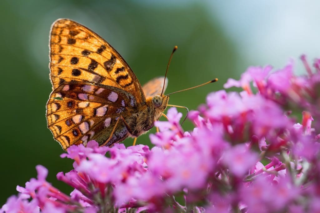 Argynnis adippe