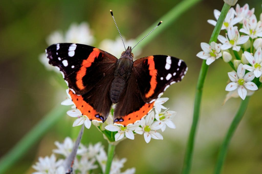Vanessa atalanta