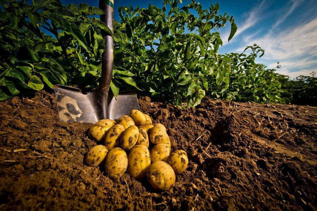 Odla potatis - experttips och råd för en riklig skörd 5 skörda potatis