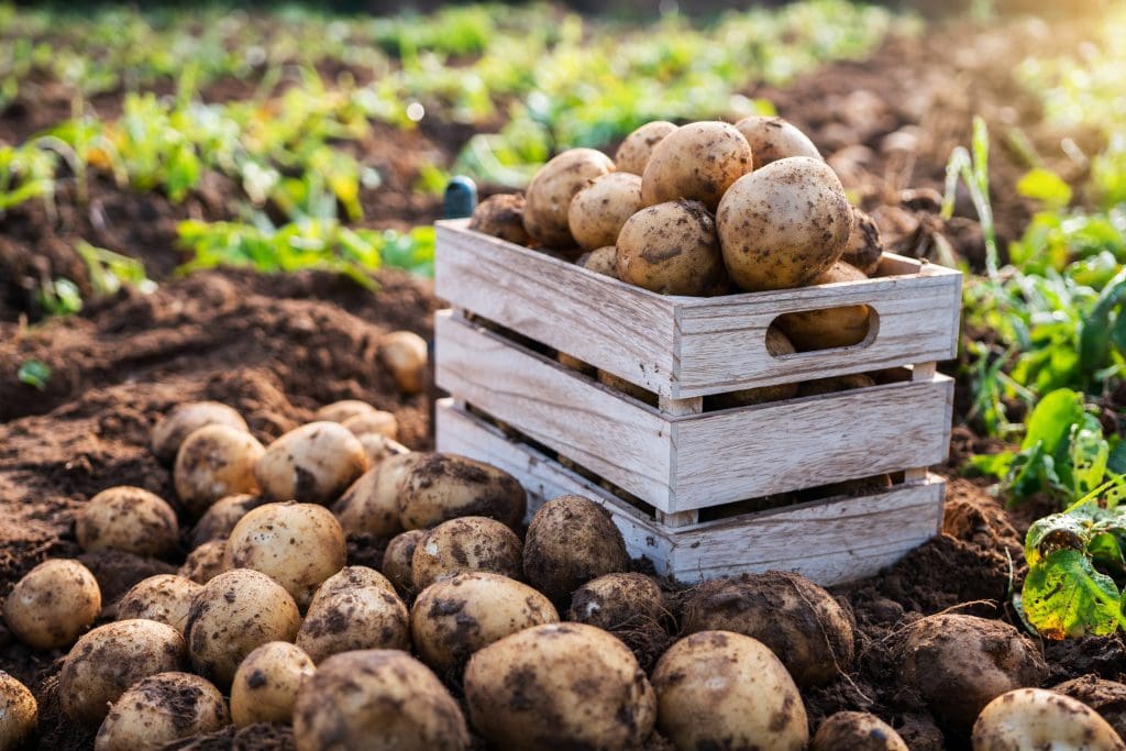 Odla potatis - experttips och råd för en riklig skörd 4 odla färskpotatis