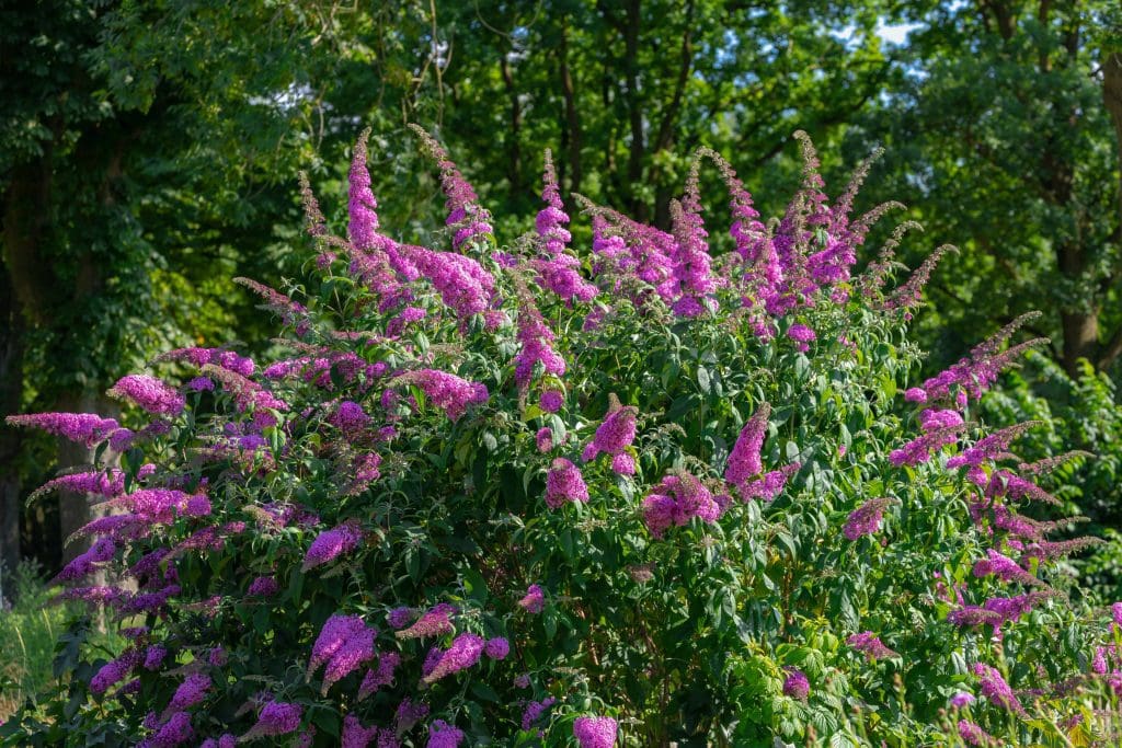 Buddleja davidii