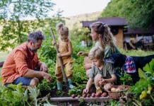 Odla potatis – Experttips och råd för en riklig skörd odla potatis guide