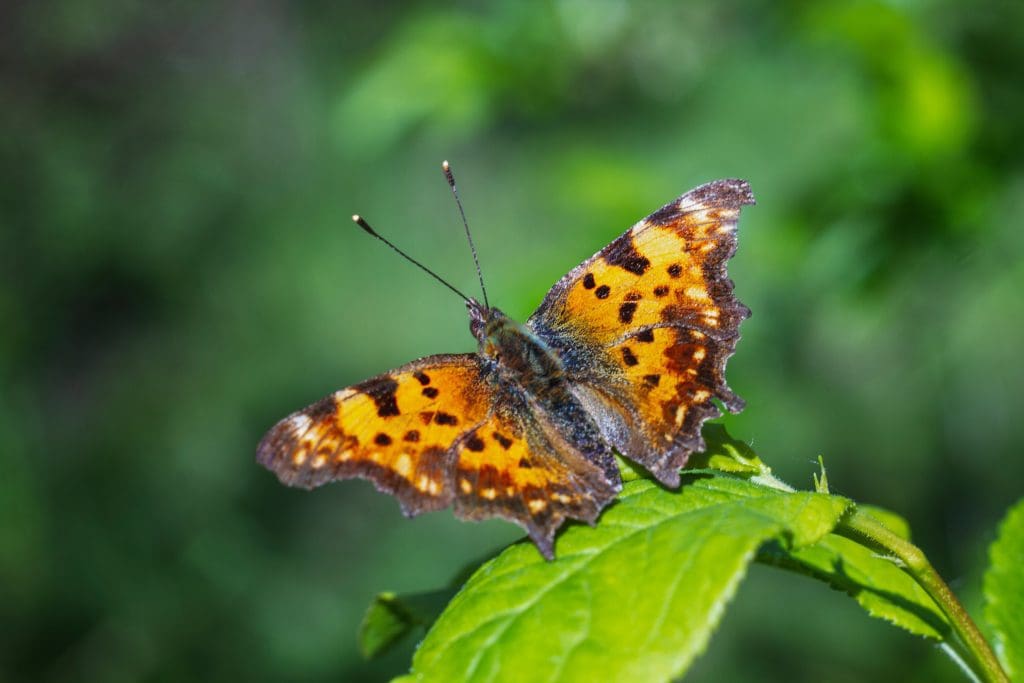 polygonia c album