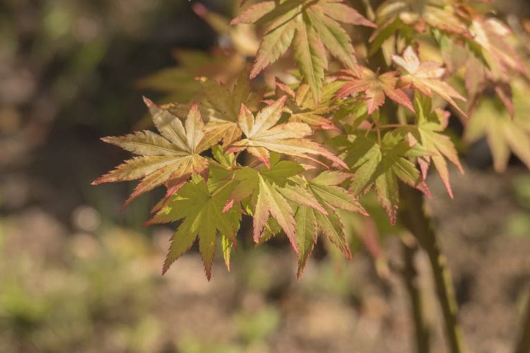 Japansk Lönn: Odlingsråd, Sorter och Användningsområden