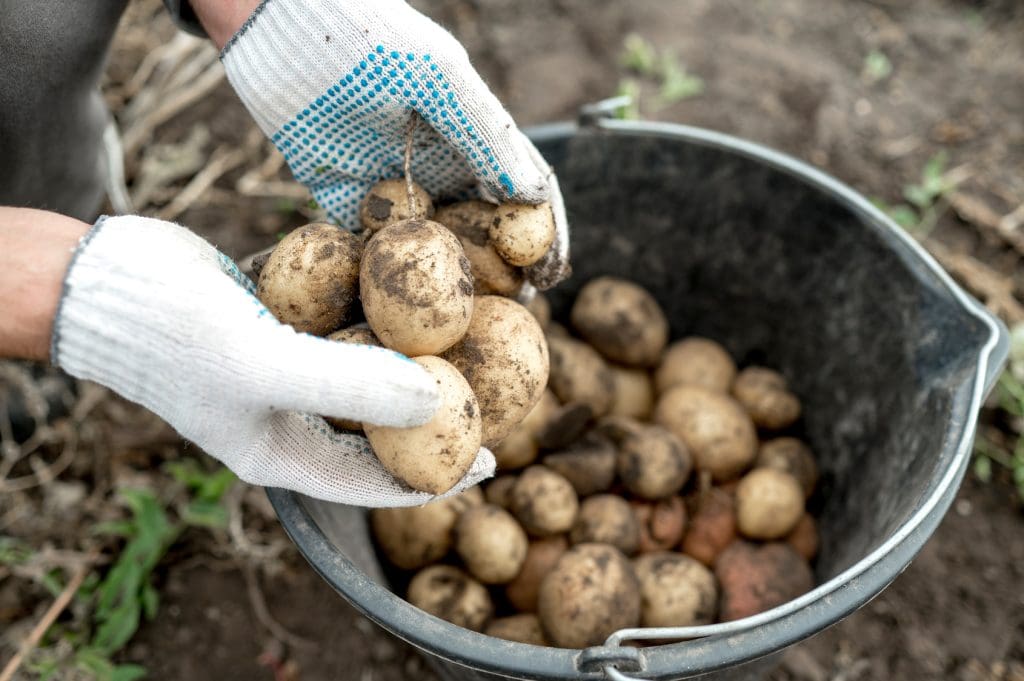 Odla potatis - experttips och råd för en riklig skörd 6 skörda potatis