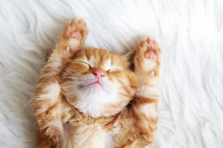 Kattnamn: Din utlimata guide till att välja perfekta namnet 11 vinterförbereda huset 4