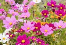 Rosenskära: 6 fantastiska tips för odling och skötsel Rosenskära