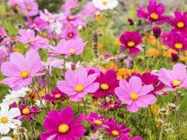 Rosenskära: 6 fantastiska tips för odling och skötsel Rosenskära