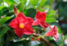 Dipladenia: 10 tips för odling och skötsel av Bägarranka Dipladenia