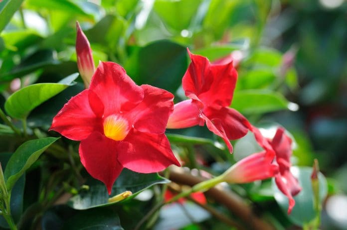 Dipladenia