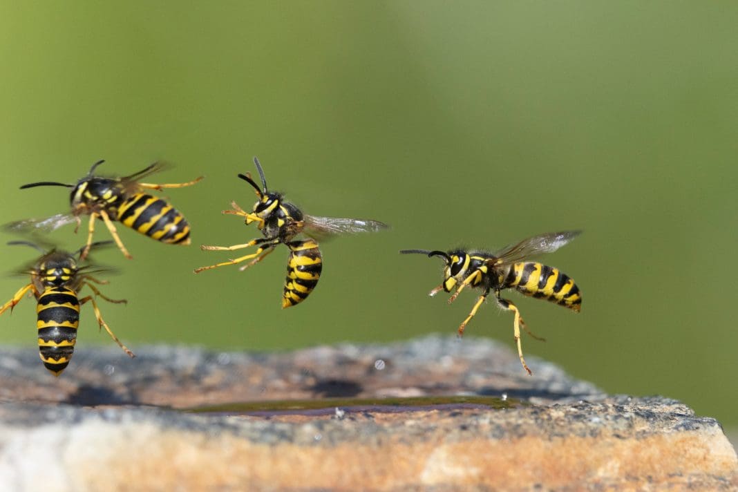 jordgeting Vespula germanica jordgeting