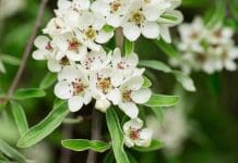Silverpäron: Plantering och skötsel för elegant prydnadsträd silverpäron
