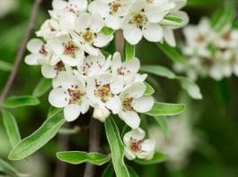 Silverpäron: Plantering och skötsel för elegant prydnadsträd silverpäron