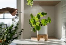 Elefantöra – 7 fantastiska tips för stickling och skötsel elefantöra Pilea peperomioides