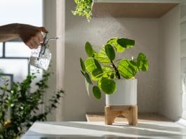 Elefantöra – 7 fantastiska tips för stickling och skötsel elefantöra Pilea peperomioides