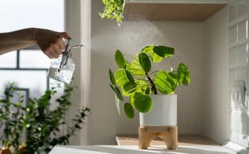 Elefantöra – 7 fantastiska tips för stickling och skötsel elefantöra Pilea peperomioides