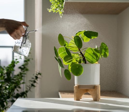 Elefantöra – 7 fantastiska tips för stickling och skötsel elefantöra Pilea peperomioides