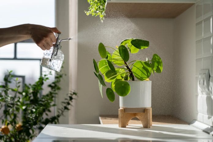 elefantöra Pilea peperomioides