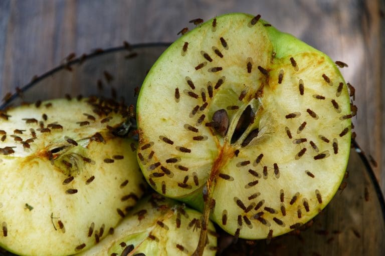 Bli av med bananflugor - 4 smarta och effektiva tips 2 mors dag 2