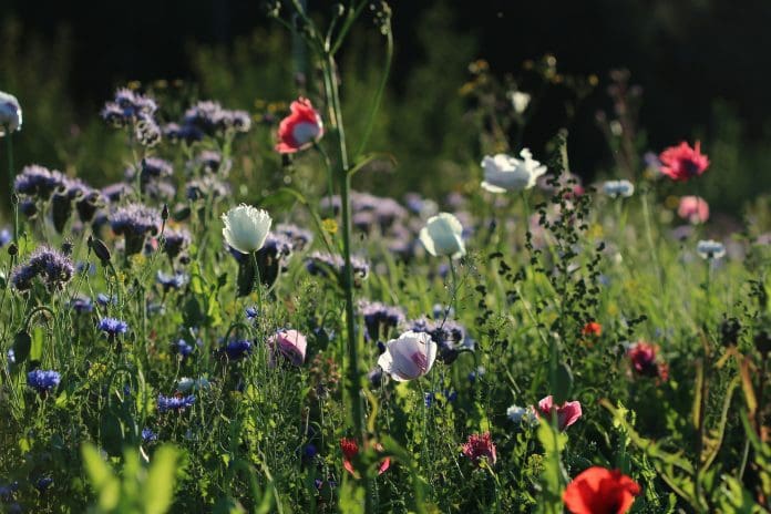 anne-nygard-MEhUybaz9ls-unsplash huskalender juni