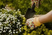 Så tar du hand om trädgården i maj – vårens trädgårdsarbete