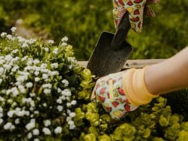 Så tar du hand om trädgården i maj – vårens trädgårdsarbete