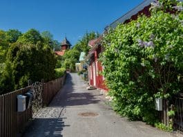 Trädgård i juni – 7 smarta tips för grönsaksland, perenner och pollinerare trädgård i juni