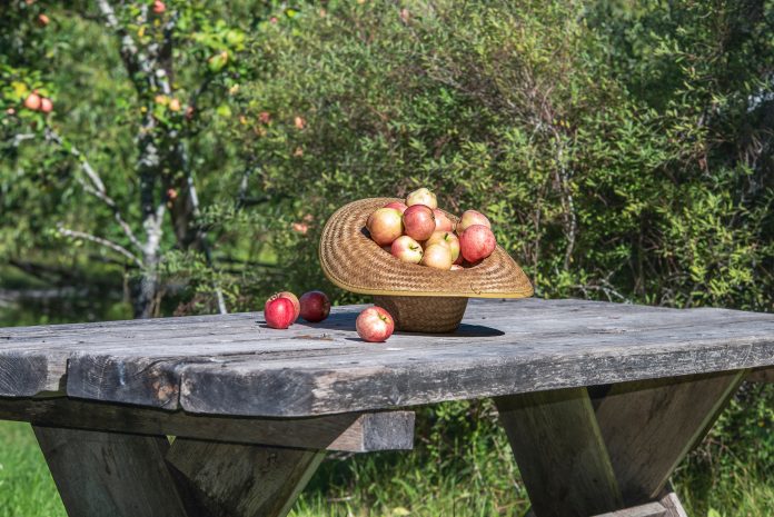 Autumn apples gathered in a straw hat on a wooden table in the Swedish garden in August